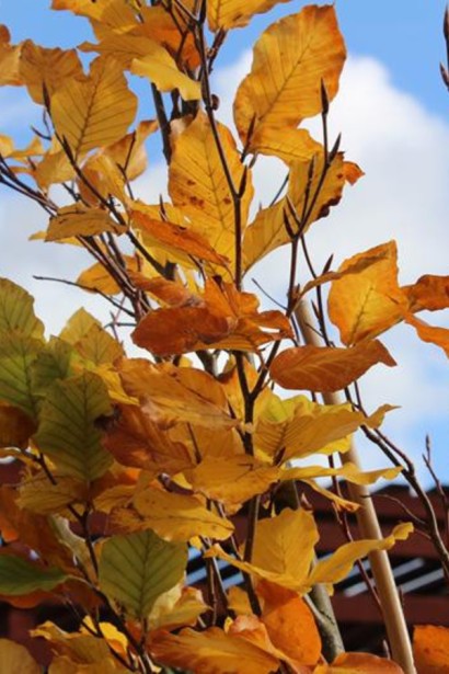 Бук лісовий Девік Голд восени